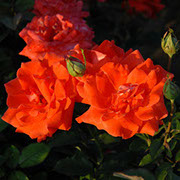 Laura | Ruže čajevke | Sadnice ruža