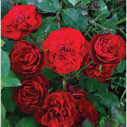 Lavaglut | Ruže polijante (mnogocvetnice) | Sadnice ruža