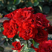 Lili Marlen | Ruže polijante (mnogocvetnice) | Sadnice ruža