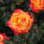 Majn Minhen | Ruže polijante (mnogocvetnice) | Sadnice ruža