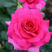 Manu Mejan | Ruže polijante (mnogocvetnice) | Sadnice ruža