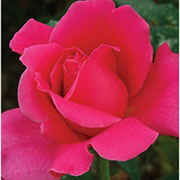 Marija Kalas | Ruže čajevke | Sadnice ruža