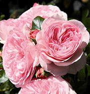 Marija Terezija | Ruže polijante (mnogocvetnice) | Sadnice ruža