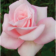 Merhen | Ruže čajevke | Sadnice ruža