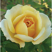 Mikelanđelo | Ruže čajevke | Sadnice ruža