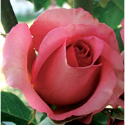 Mondijal | Ruže čajevke | Sadnice ruža