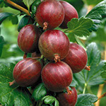 Bobičasto voće | Sadnice crvenog ogrozda | Hinnonmaki Red