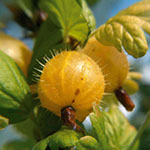 Bobičasto voće | Sadnice žutog ogrozda | Hinnonmaki Yellow