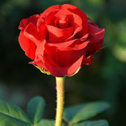 Onli-lav | Ruže čajevke | Sadnice ruža