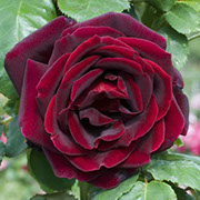 Papa Mejan | Ruže čajevke | Sadnice ruža