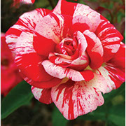Papageno | Ruže polijante (mnogocvetnice) | Sadnice ruža