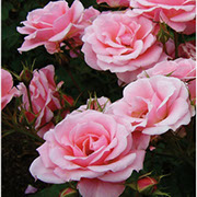 Poezi | Ruže polijante (mnogocvetnice) | Sadnice ruža