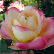 Pulman | Ruže čajevke | Sadnice ruža