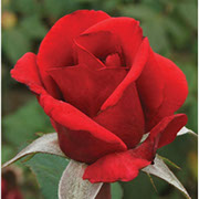 Red Berlin | Ruže čajevke | Sadnice ruža
