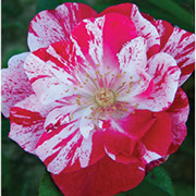 Renesans | Ruže polijante (mnogocvetnice) | Sadnice ruža