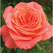Romantika | Ruže čajevke | Sadnice ruža