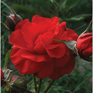 Sačmo | Ruže polijante (mnogocvetnice) | Sadnice ruža