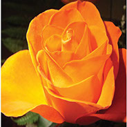 Salita | Ruže puzavice (penjačice) | Sadnice ruža
