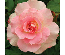 Šarl Aznavur | Ruže polijante (mnogocvetnice) | Sadnice ruža