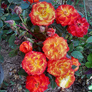 Srprajz Parti | Ruže polijante (mnogocvetnice) | Sadnice ruža