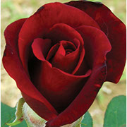 Švarce Madona | Ruže čajevke | Sadnice ruža