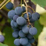 Vinova loza vinske sorte Crna tamjanika, prodaja hit cena