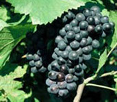 Vinova loza vinske sorte Crni burgundac, prodaja hit cena