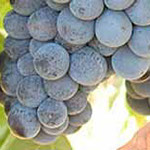 Vinova loza vinske sorte Plovdina (Slankamenka), prodaja hit cena