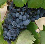 Vinova loza vinske sorte Prokupac, prodaja hit cena