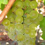 Vinova loza vinske sorte Sovinjon blan, prodaja hit cena