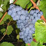 Vinova loza vinske sorte Vranac, prodaja hit cena