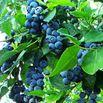 Bobičasto voće, sadnice borovnice Coville, prodaja hit cena