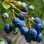 Bobičasto voće sadnice borovnice Jersey, prodaja hit cena