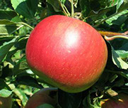 Vocne sadnice jabuke ajdared, prodaja sadnica hit cena