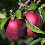 Vocne sadnice jabuke crveni delises, prodaja sadnica hit cena
