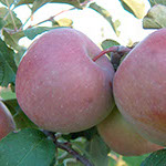 Vocne sadnice jabuke fudzi, prodaja sadnica hit cena