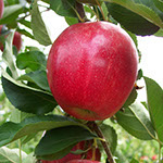 Vocne sadnice jabuke gala, prodaja sadnica hit cena