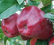Vocne sadnice jabuke gloster, prodaja sadnica hit cena