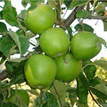 Vocne sadnice jabuke greni smit, prodaja sadnica hit cena