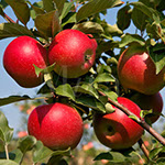 Vocne sadnice jabuke jonagold, prodaja sadnica hit cena