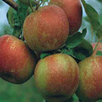 Vocne sadnice jabuke kozara, prodaja sadnica hit cena