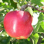 Vocne sadnice jabuke melroz, prodaja sadnica hit cena