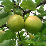 Vocne sadnice jabuke mucu, prodaja sadnica hit cena