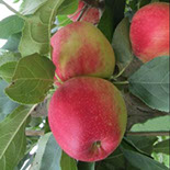 Vocne sadnice jabuke prima, prodaja sadnica hit cena
