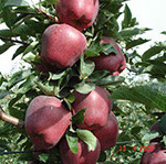 Vocne sadnice jabuke red cif, prodaja sadnica hit cena