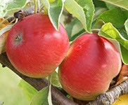 Vocne sadnice jabuke sumatovka, prodaja sadnica hit cena
