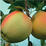Vocne sadnice jabuke zlatni delises klon B, prodaja sadnica hit cena