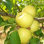 Vocne sadnice jabuke zlatni delises, prodaja sadnica hit cena